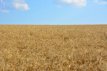 a wheat field with a blue sky and clouds in the background  