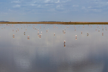 A flock of lesser flamingos feeding on a shallow lake in Amboseli National Park, Kenya