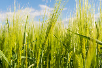 Beautiful ears of rye in the sun. Rye on an agricultural field. Cultivation of rye. Agro industry