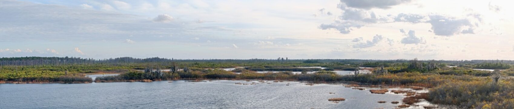 Panoramic View of Okefenokee Swamp from Observation Tower