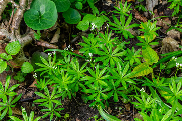 Woodruff, Galium odoratum is a spice and medicinal plant that grows in the forest
