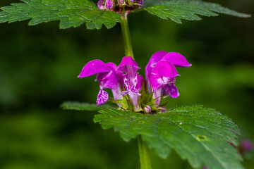 Pink flowers of spotted dead-nettle Lamium maculatum. Medicinal plants in the garden