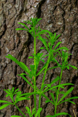 The Cleavers Galium aparine have been used in the traditional medicine for treatment of disorders of the diuretic, lymph systems and as a detoxifier