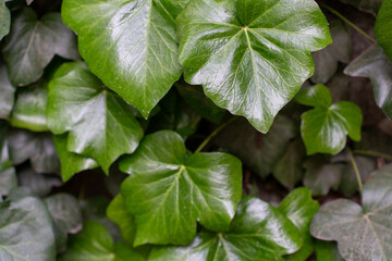 Young ivy leaves in the garden in spring 