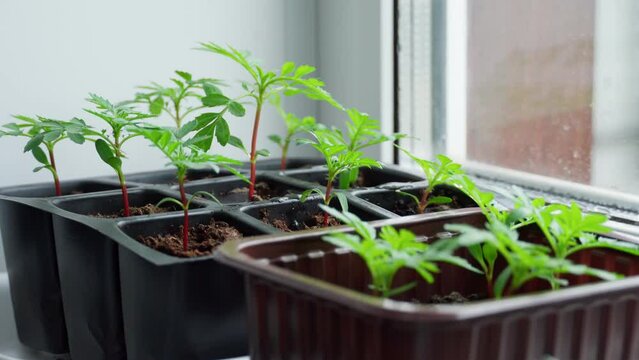 A woman's hand waters a flower seedling with a tablespoon. Close-up of a growing seedling.