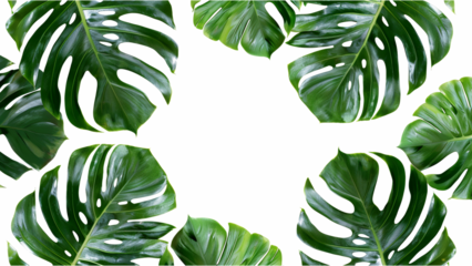 Monstera tropical leaves on transparent background. Flat lay, top view.