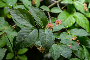 Little flowers of Euonymus verrucosus or spindle tree