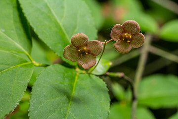 Little flowers of Euonymus verrucosus or spindle tree