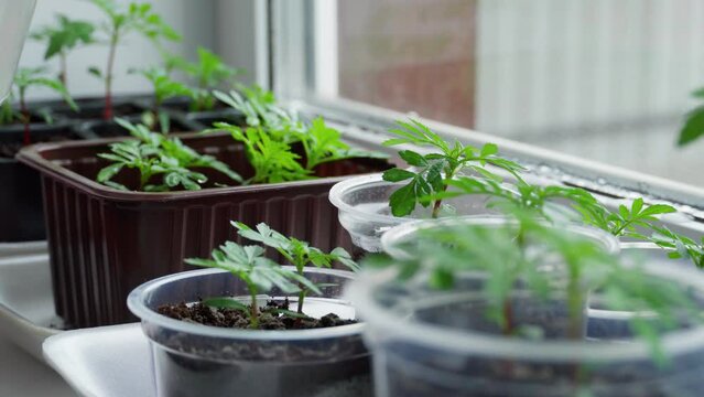 A woman's hand waters a flower seedling with a tablespoon. Close-up of a growing seedling.