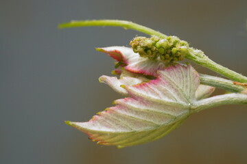 The revival of nature; macro photo of a grapevine branch with a leaves and flower buds; Vitis Vinifera	