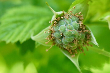 The transformation of raspberry flower into fruit; Rubus Idaeus; macro photography