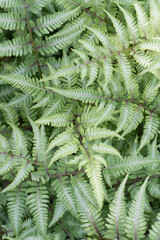Closeup of the lush foliage of a fern growing in the garden.