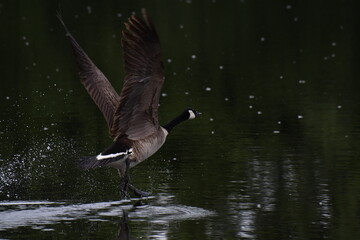 Canada goose in flight
