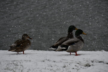 Ducks in snow