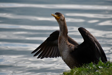 Cormorant sunning