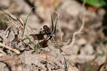 Dragonfly