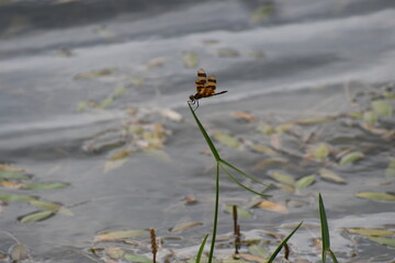 dragonfly on the grass