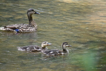Duck and ducklings