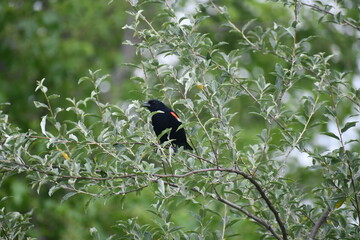 Red winged black bird