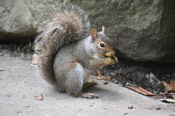 squirrel eating nut