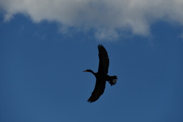 Cormorant