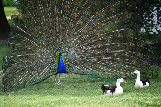 Peacock