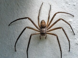 Giant spider in Australia. Insect wildlife from Australia.