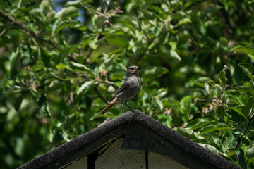 Vogel auf einem Dach