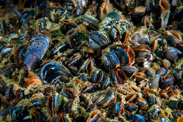 Blue Mussels underwater, filtering water for feeding in the St. Lawrence River in Canada