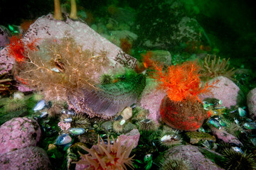 Orange Footed Sea Cucumber and Scarlet  Psolus sea cucumber underwater in the St. Lawrence River