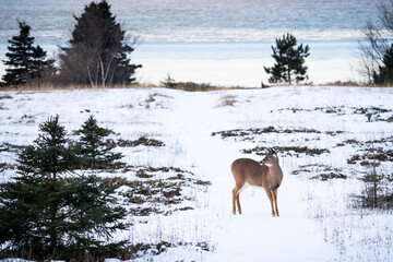 White-tailed deer standing along the St. Lawrence River in winter in a national Park.
