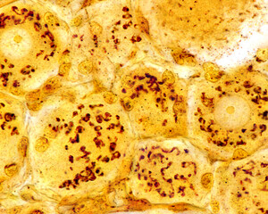 Dorsal root ganglion neurons. Golgi apparatus