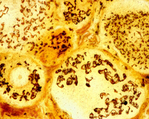 Dorsal root ganglion neurons. Golgi apparatus