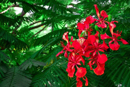Close-up gulmohar tree or delonix regia is red flowers and dark green leaves in dark tones.