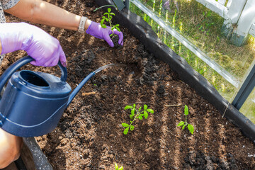 Close-up view of perspective of woman utilizing garden watering can to irrigate tomato seedlings...