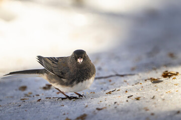 Dark-eyed-junco feeding on the ground near a bird feeder in a park during winter.