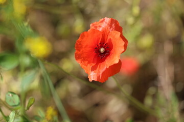Fototapeta premium Coquelicot