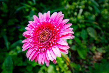 Pink-blooming flower in the garden