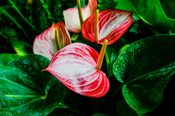Red and white anthurium flowers in the garden.