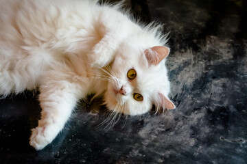 A fluffy white Persian cat lying on the floor