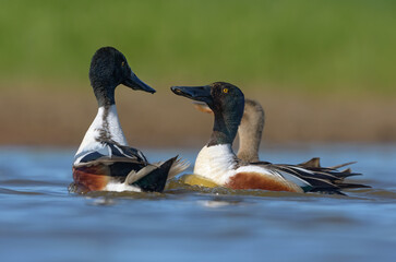Fighting pair of males Northern Shovelers (Spatula clypeata) stands in strength display around nice...