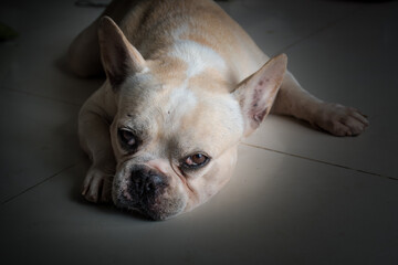 A French bulldog's lying on the textile floor, making eye contact