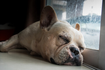 A sleeping French bulldog on the textile floor, beside the glass door