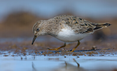Temminck's stint (Calidris temminckii) searches for food on muddy shore in spring breeding plumage 