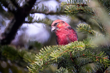 Male White-winged crossbill on the lookout for food.