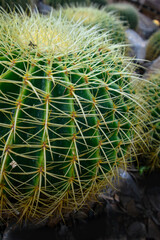 Spiky-ball cactus in the garden, close-up cactus