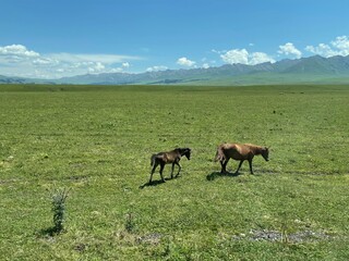 horses in the meadow