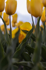 Obraz premium Spring beautiful yellow tulips field. Field of tulips in Belarus, Brest region.