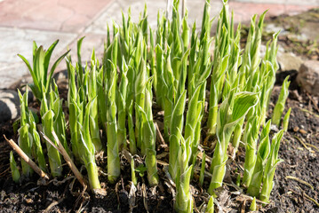 Fresh shoots of lily flowers are growing in the garden.