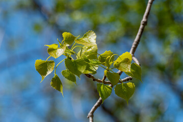 New Leaves Emeriging On A Poplar Tree Branch In Spring In Wisconsin